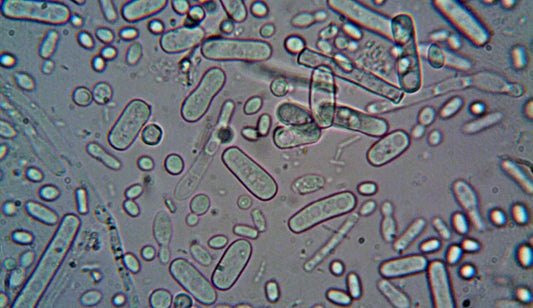 What is the difference between LIVE probiotics and Probiotic Extracts?  probiotics? - LaFlorePRO
